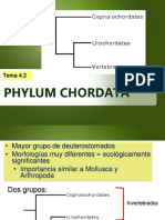 Power de Phylum Chordata