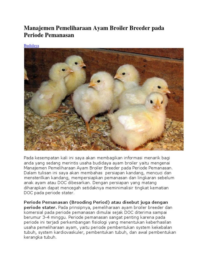 Manajemen Pemeliharaan Ayam Broiler Breeder Pada Periode Pemanasan | PDF