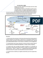 Ciclo de la urea: reacciones y regulación