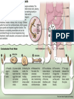 Schisto Disease Cycle PDF