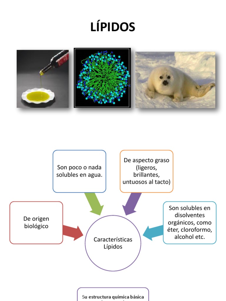 Lipidos_bioquimica_2017.pdf
