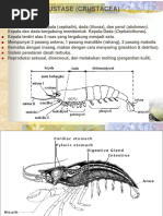 Klasifikasi dan Ciri Crustacea | PDF