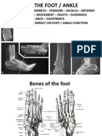 The Foot and Ankle