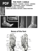 Foot Movements: Eversion, Inversion, and More | PDF | Foot | Human Leg