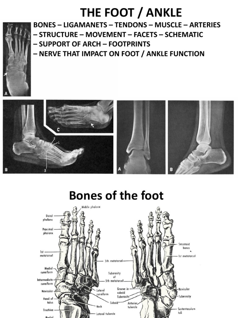 The Foot and Ankle | PDF | Ankle | Foot