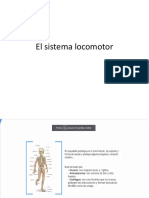 El Sistema Locomotor 22-08