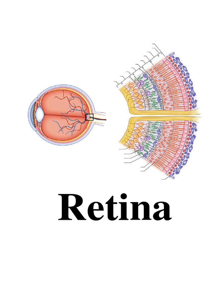 Retina Anatomy and Vascular Diseases | PDF | Retina | Glaucoma