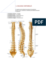 Coloana Vertebrală