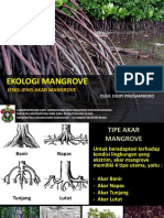 4.tipe Akar Mangrove