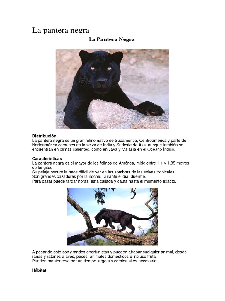 Descripción Pantera Negra | PDF | Leopardo | Organismos, image size:768x1024