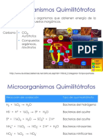Microorganismos Quimilitótrofos PDF