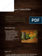 Bosque Caducifolio