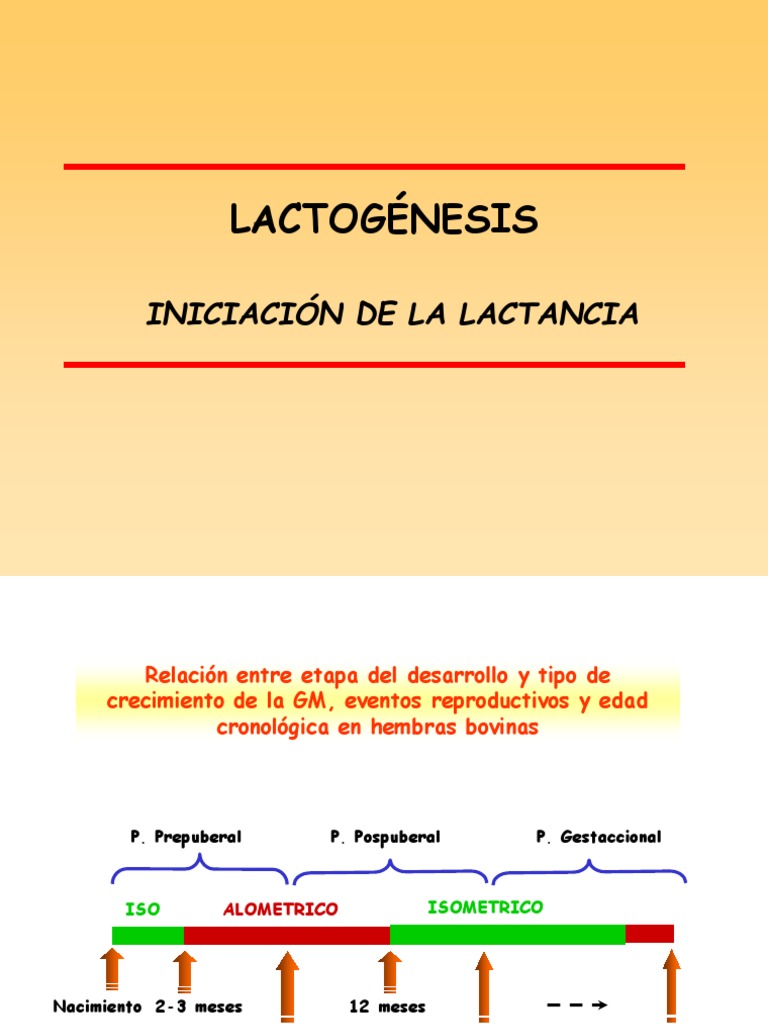 Etapas de la Lactogénesis en Bovinos | PDF | Leche | Glucocorticoides