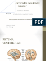 Sistemaventricular ROY