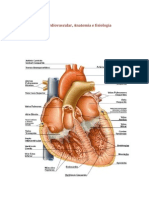 19431291 Sistema Cardiovascular