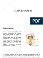 Sistema Urinario