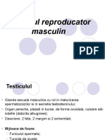 Reproducator Masculin 1