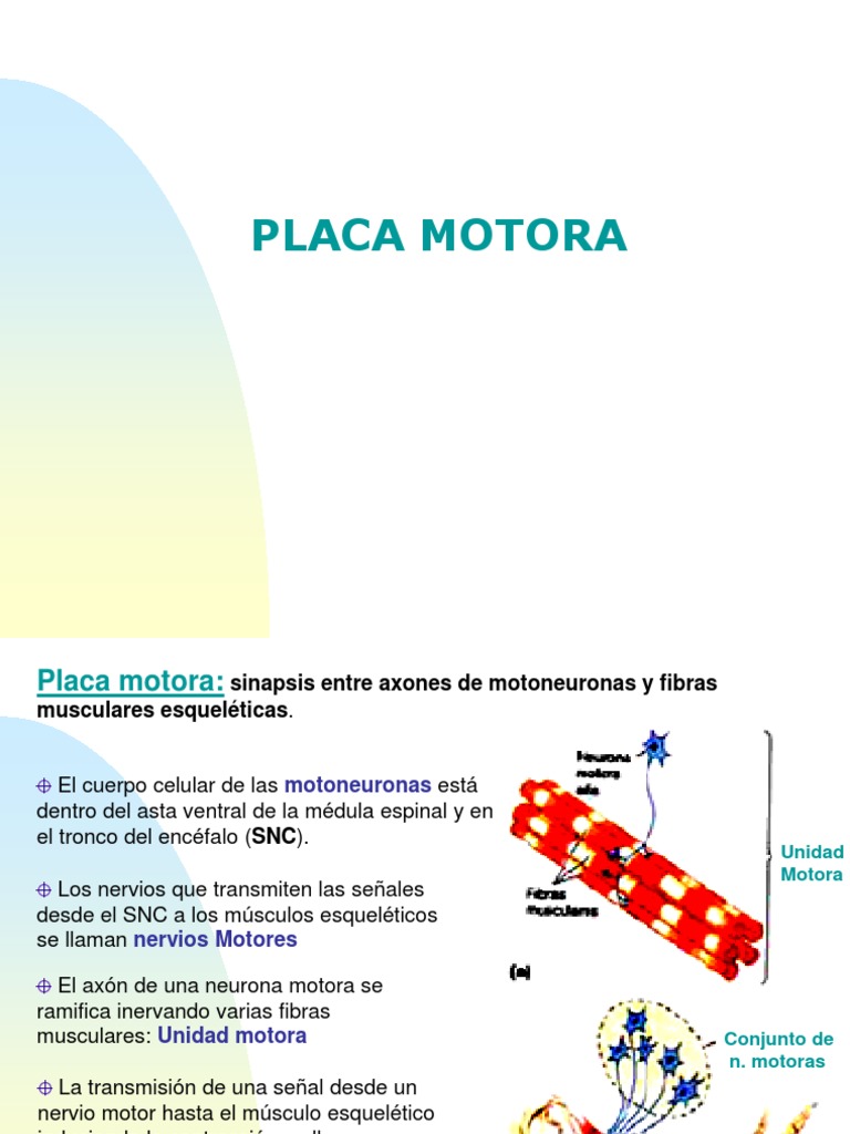 Placa motora.ppt Unión neuromuscular Neurona motora