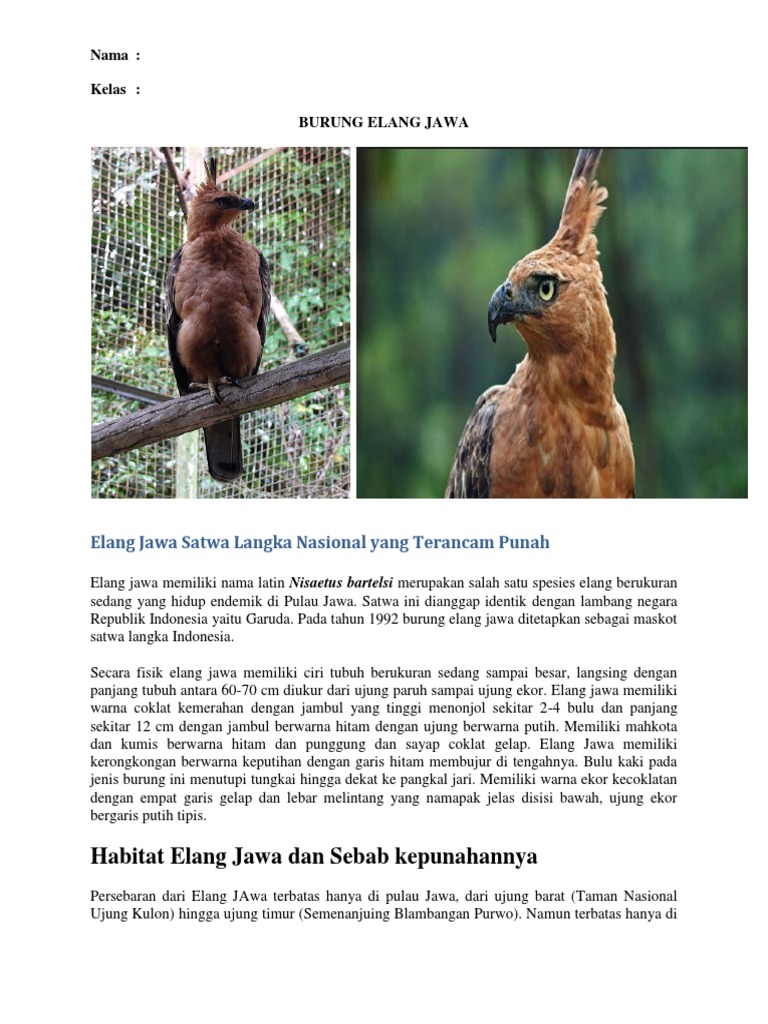 Burung Elang Jawa
