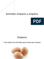 Animales Vivíparos y Ovipáros