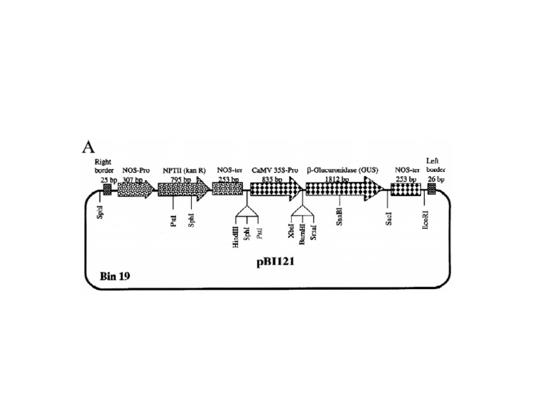 pBI121 Vector Map | PDF