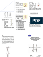 Qué Es La Columna Vertebral