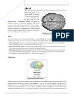 Pregunta+2+-+Hemisferio+izquierdo+y+derecho.pdf