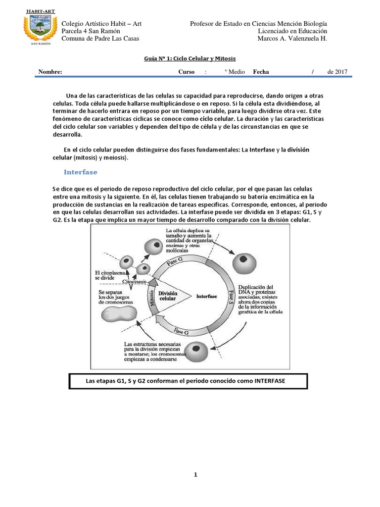 Guía del Ciclo Celular y Mitosis | PDF | Mitosis | Biología Celular)