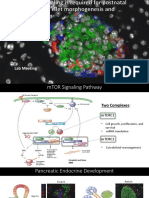 Mtor Signaling Is Required For Pancreatic Islet Morphogenesis and Maturation