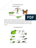 Metamorfosis Sempurna Pada Kupu Kupu Metamorfosis Pada Kupu Kupu Siklus Metamorfosis Kupu Kupu Via Fungsi