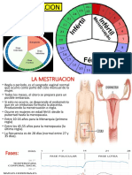 La Mestruacion