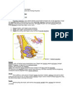 1.anatomi Dan Fisiologi Payudara.