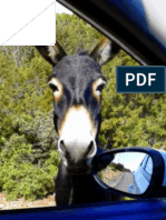 The Wonderful Stories by a Speeding Donkey