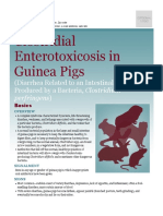 Clostridial Enterotoxicosis in Guinea Pigs