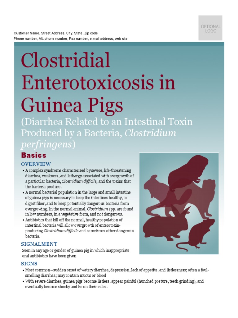 Clostridial Enterotoxicosis in Guinea Pigs PDF Diarrhea Antibiotics