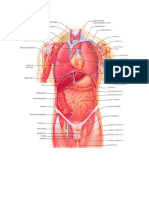 Organs and Muscles