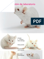 El Ratón de Laboratorio