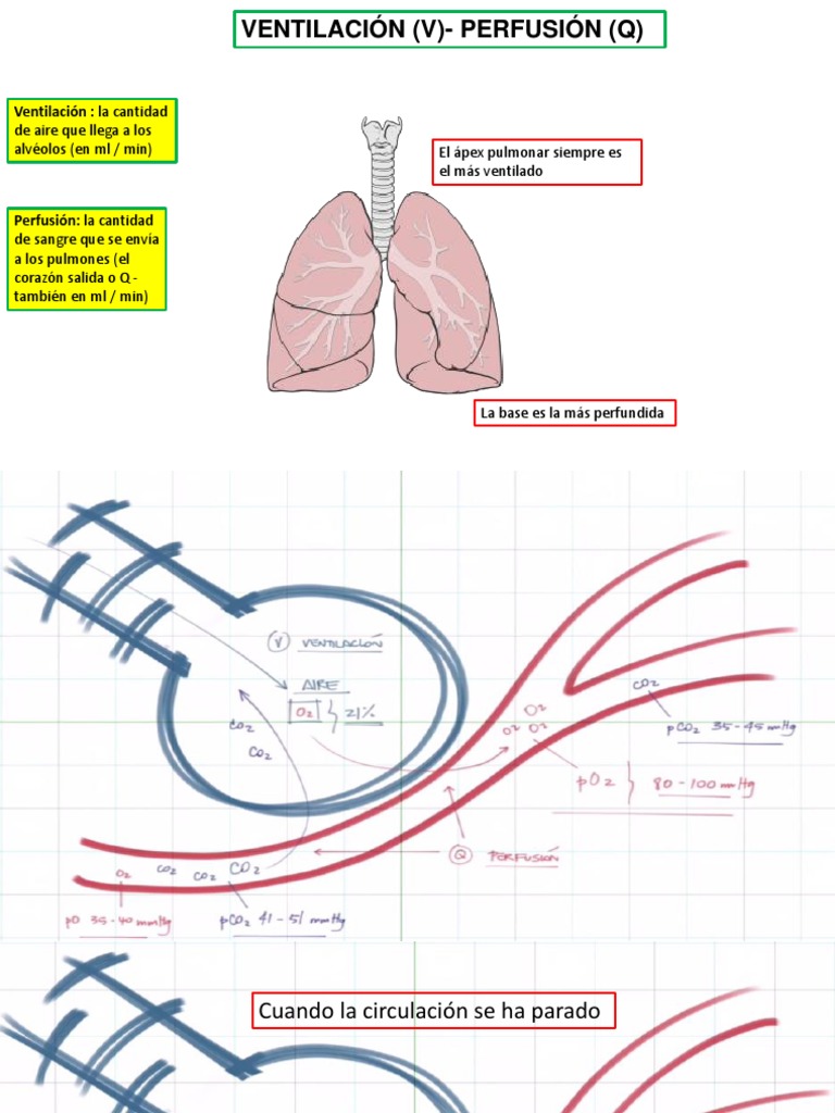 HIPOXEMIA PDF Pulmón Sistema respiratorio