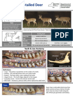 Aging White-Tailed Deer: Tooth & Jaw Anatomy