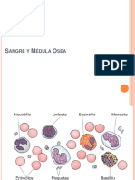 4 - Sangre y Médula Osea