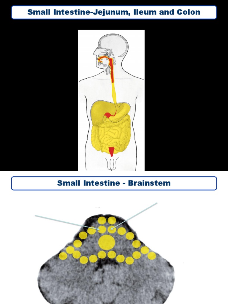 Small Intestine-Jejunum, Ileum and Colon | PDF