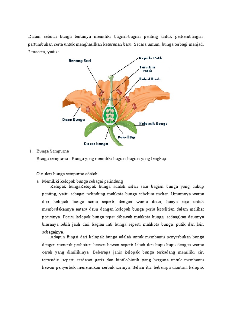 Gambar Bagian Bunga  Dan  Cara  Penyerbukannya  Berbagai 