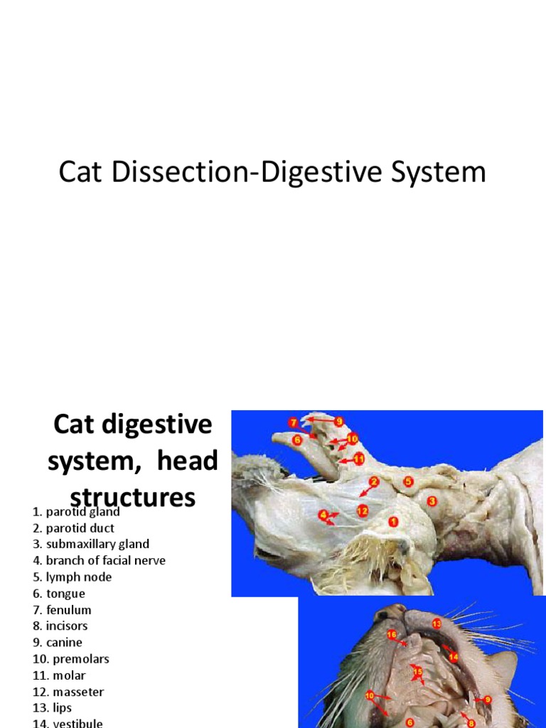Cat Digestive System Stomach Human Digestive System