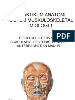 Praktikum Miologi 1