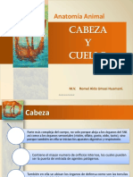 3 Cabeza AA 2013-II