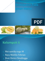 Aplikasi Pemupukan Pada Tanaman Melon