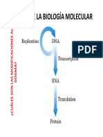 Dogma de Biologia Molecular