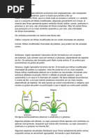 Estrutura Das Flores