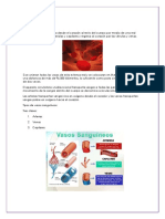 Sistema Cardiovascular