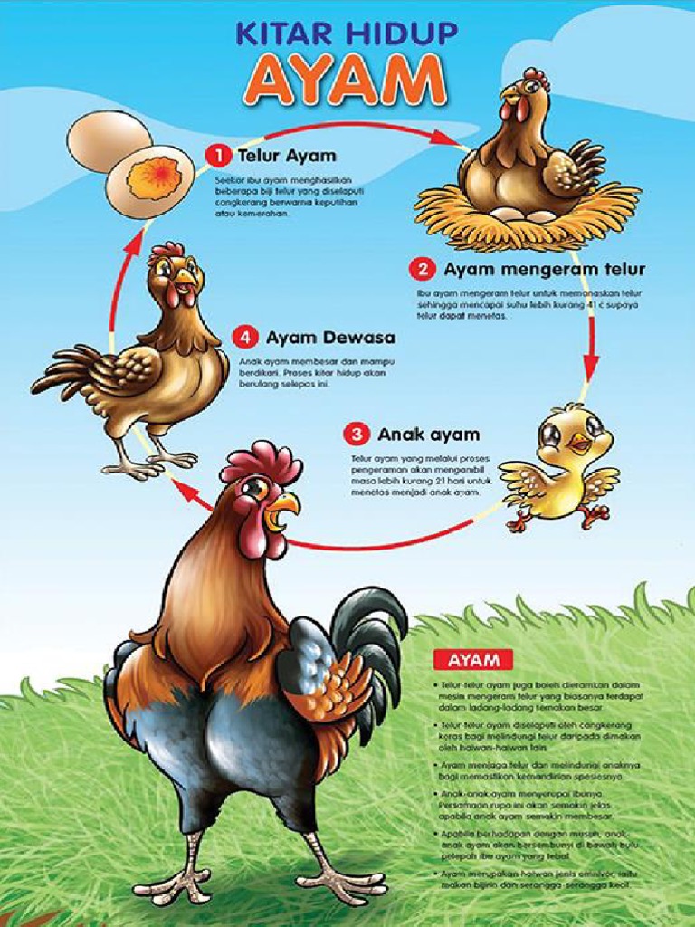 Sains Kitaran Hidup Haiwan Pdf